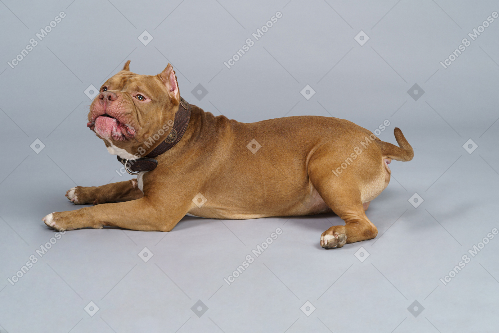 Side view of a brown bulldog looking aside and turning head