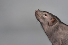 Lindo cerdo en miniatura mirando hacia arriba