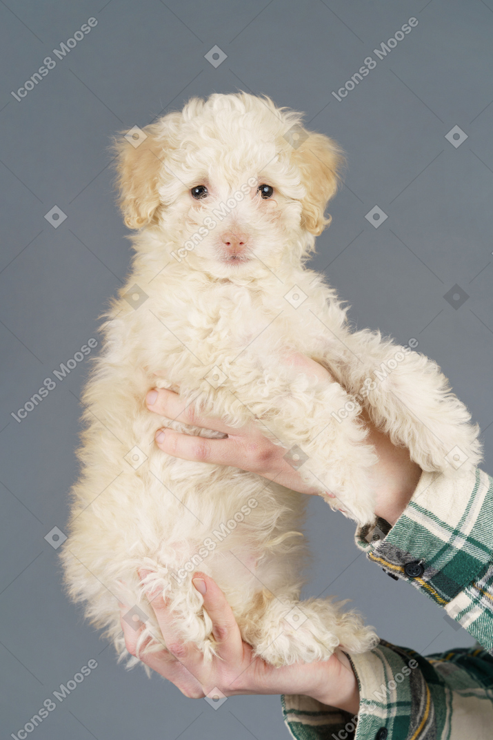 在灰色的背景上孤立的人类手中的白色贵宾犬的前视图