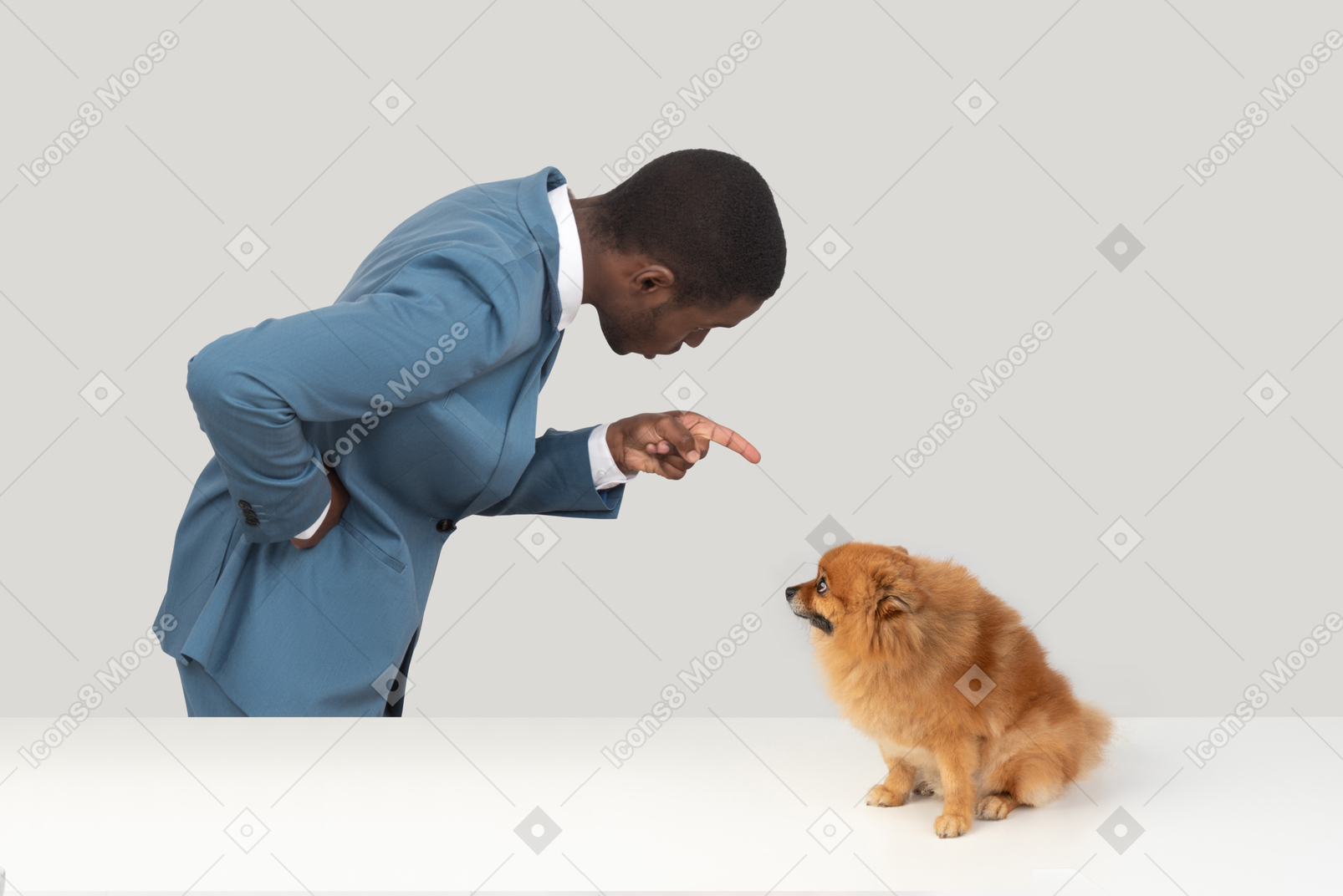 Oficinista gritándole al perro spitz rojo