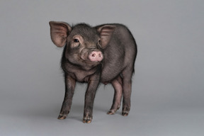Cerdo en miniatura mostrándose