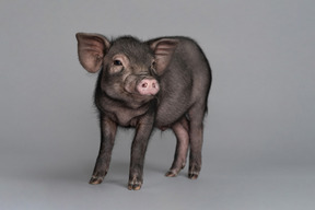 Miniature pig showing itself