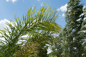 フィールド野生植物