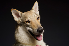 Close-up of a wolf-like dog looking aside