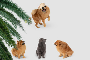 Two dogs and a cat looking at a dog wearing a hat