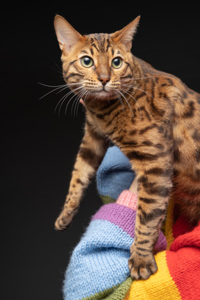 Un gato de bengala centrado en algo curioso