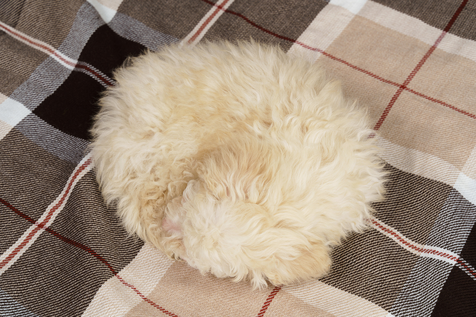Full-length of a tiny puppy sleeping on a checked blanket