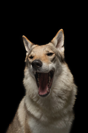 Cão de raça pura sonolento bocejando