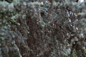 Branches of some green tree