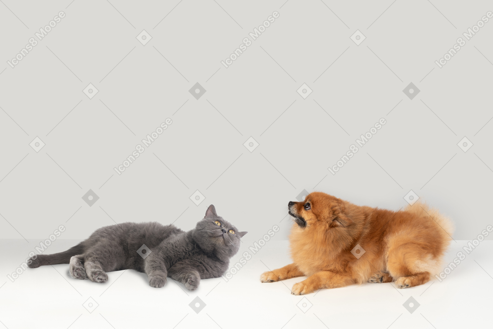 British shorthair and red spitz looking up together