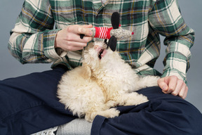 Close-up of a master in a checked shirt playing with white poodle