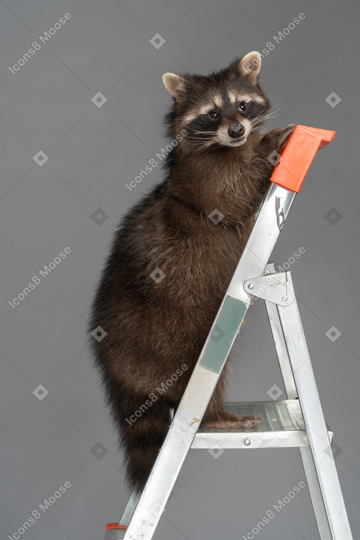 Lindo mapache en una escalera