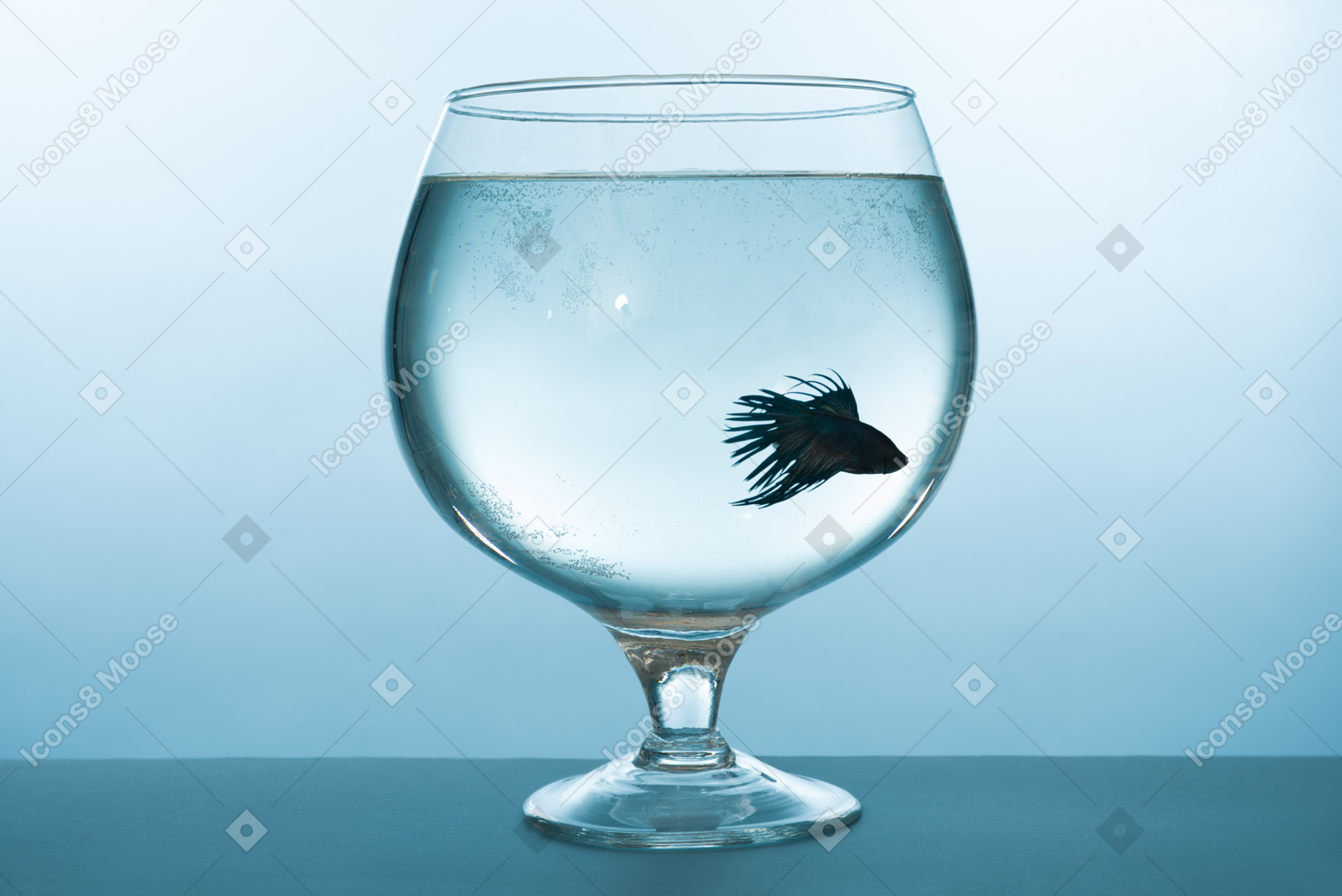 Blue fish in a brandy glass