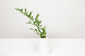 Green twig in white vase