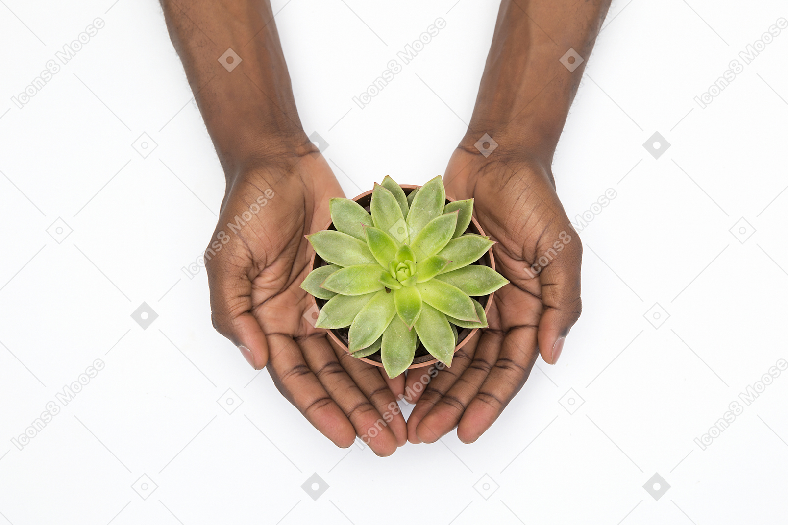Mains mâles noirs tenant le pot avec succulente