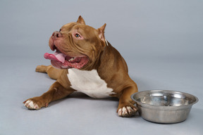 Front view of a brown bulldog lying near steel bowl and looking aside