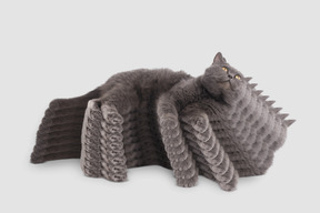 Repeating image of grey cat