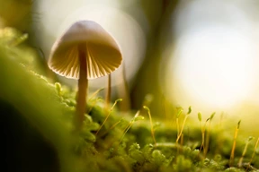 Naturaleza