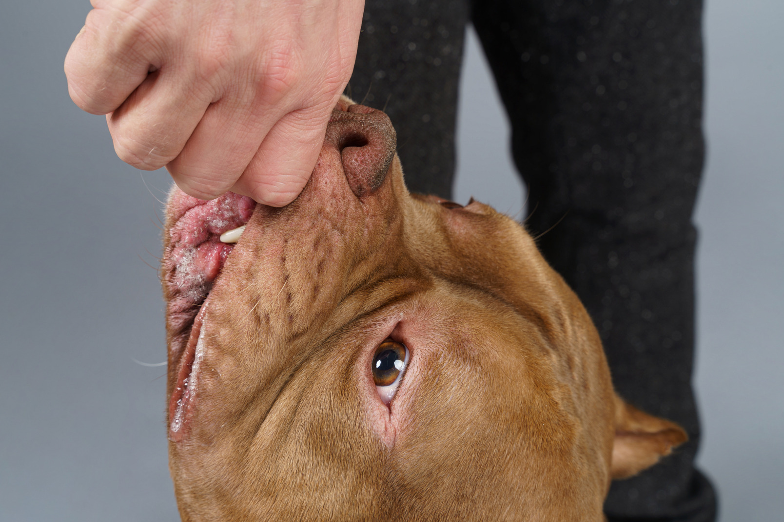 Close-up a bulldog biting something front human hand