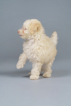 Comprimento total de um pequeno poodle levantando a pata