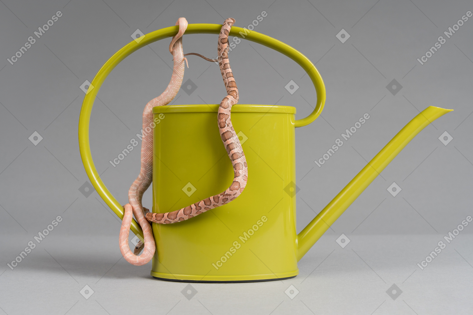 Serpiente rosa en una olla de agua verde