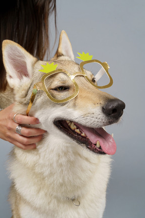 Gros plan, de, a, jeune femme, essayer, lunettes, sur, elle, chien