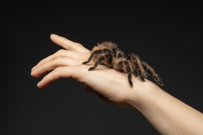 Spider on a human hand