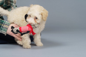 Close-up of a human giving a toy to a tiny white poodle