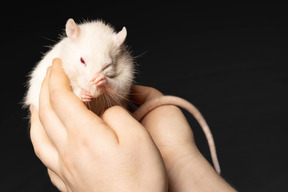 Lindo ratón blanco frotándose la nariz sentado en manos humanas