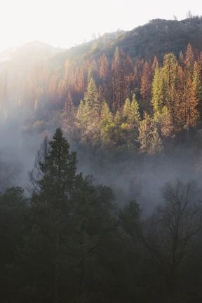 Nature