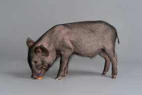 Mignon petit cochon mangeant un morceau de pomme