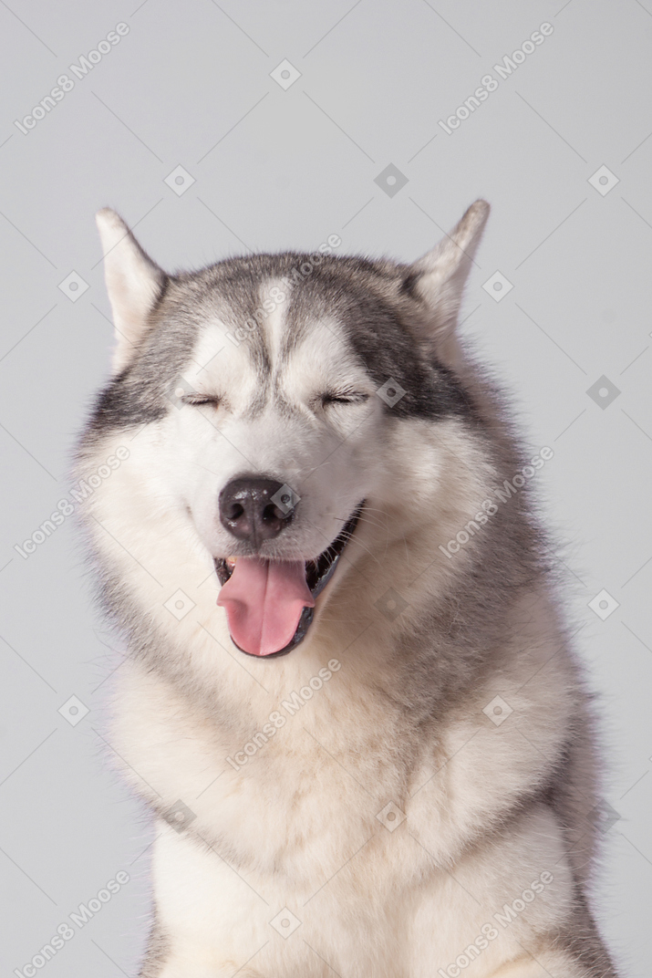 Husky dog with his tongue out and eyes closed