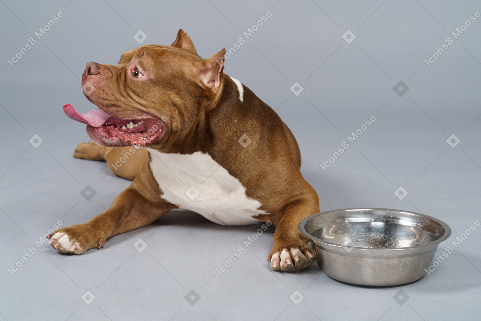 Front view of a brown bulldog lying near steel bowl and looking aside