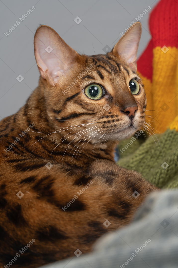 Focused bengal cat