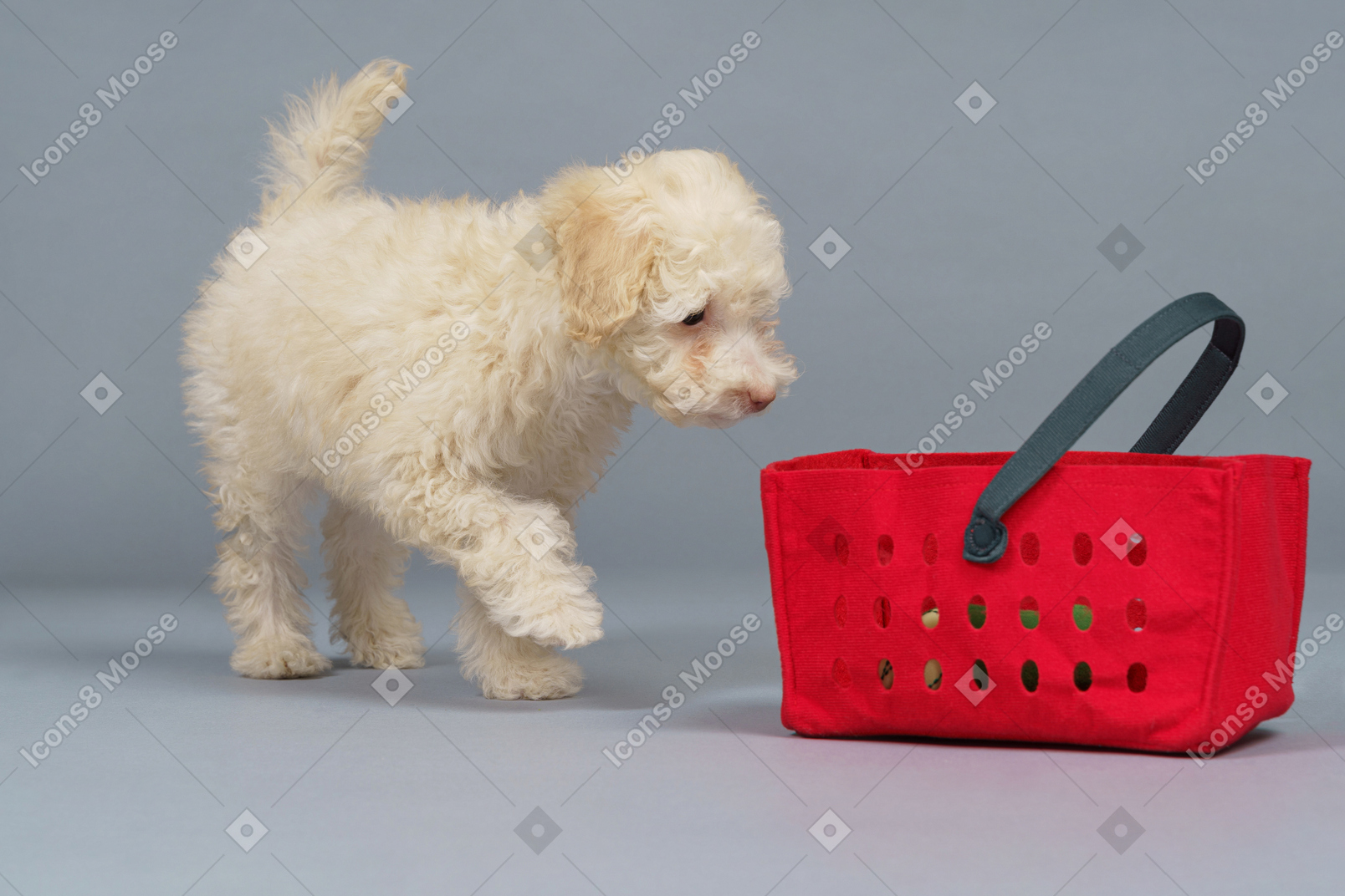 De corpo inteiro de um pequeno poodle e um carrinho de compras vermelho