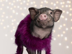 A small pig wearing a purple fur coat