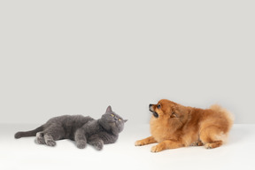 British shorthair et spitz rouge levant ensemble