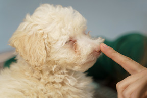 指向贵宾犬鼻子的人的手的特写镜头