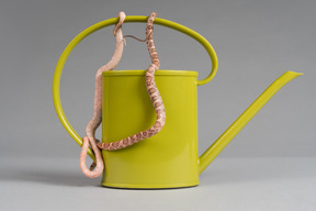 Pink snake on a yellow watering pot