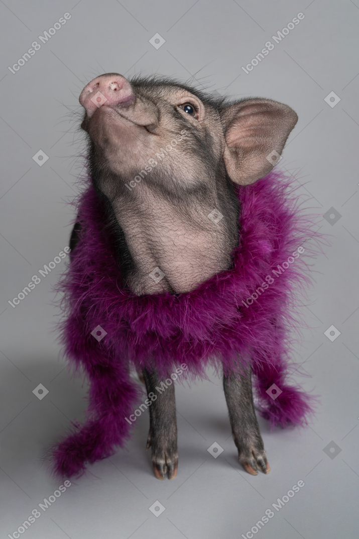 一只可爱的小猪看起来很自豪能如此时尚