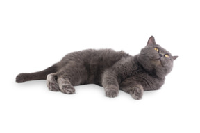 Grey cat lying on its side