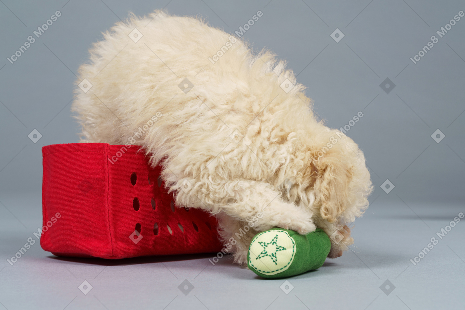 De corpo inteiro de um pequeno poodle sentado em um carrinho vermelho e brincando com brinquedos