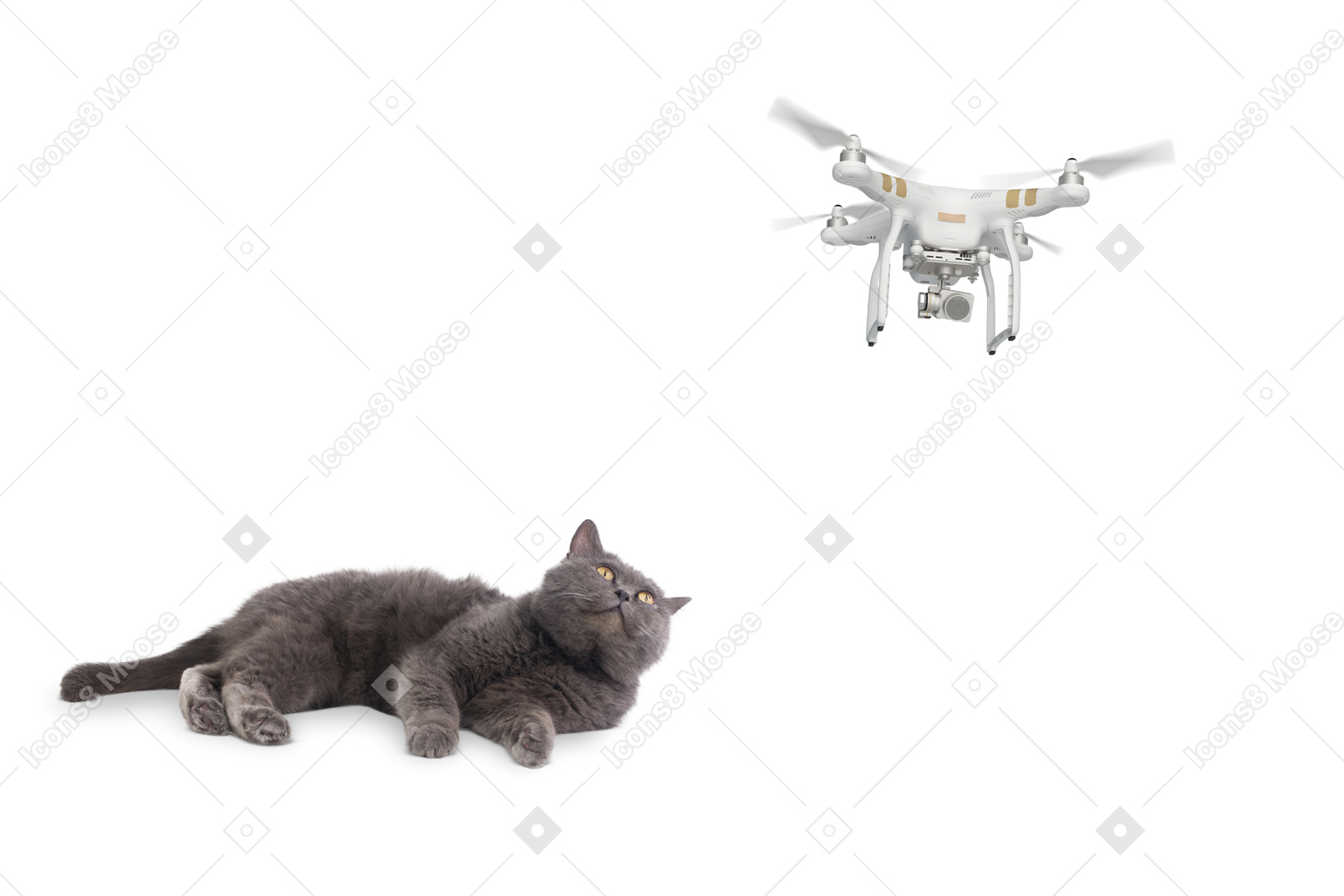 Grumpy cat watching a flying drone