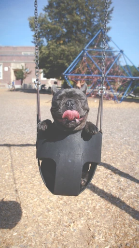 Perro