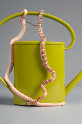 Two little corn snakes curving around a water can