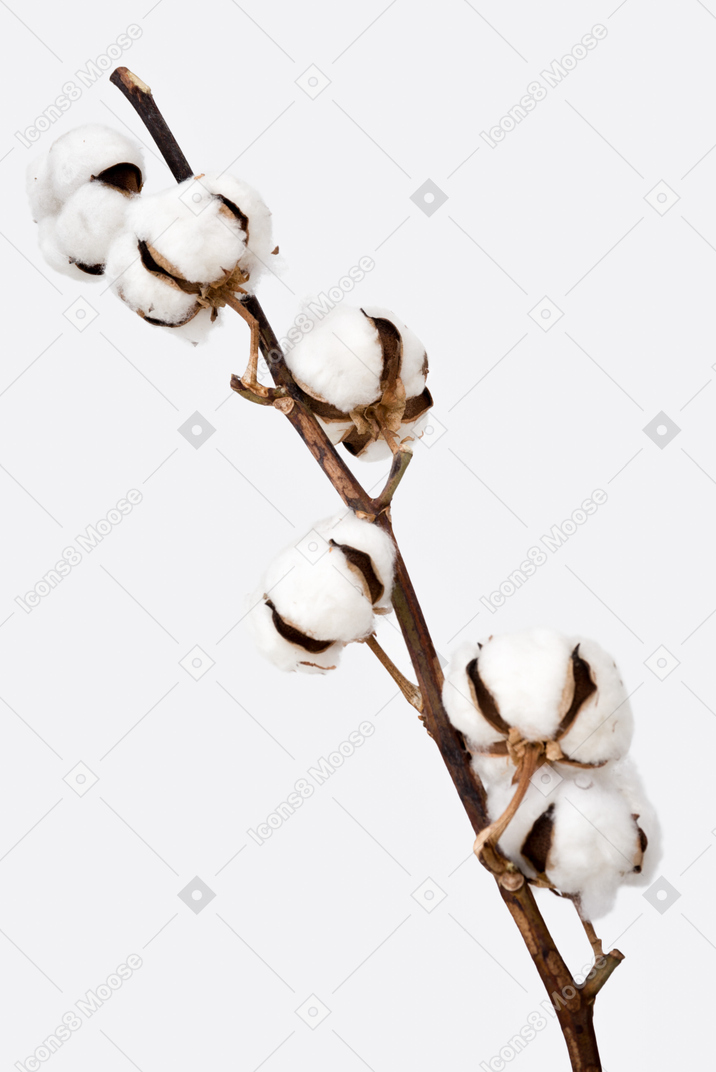 All about cotton