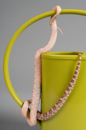 Pink snake on a yellow watering pot