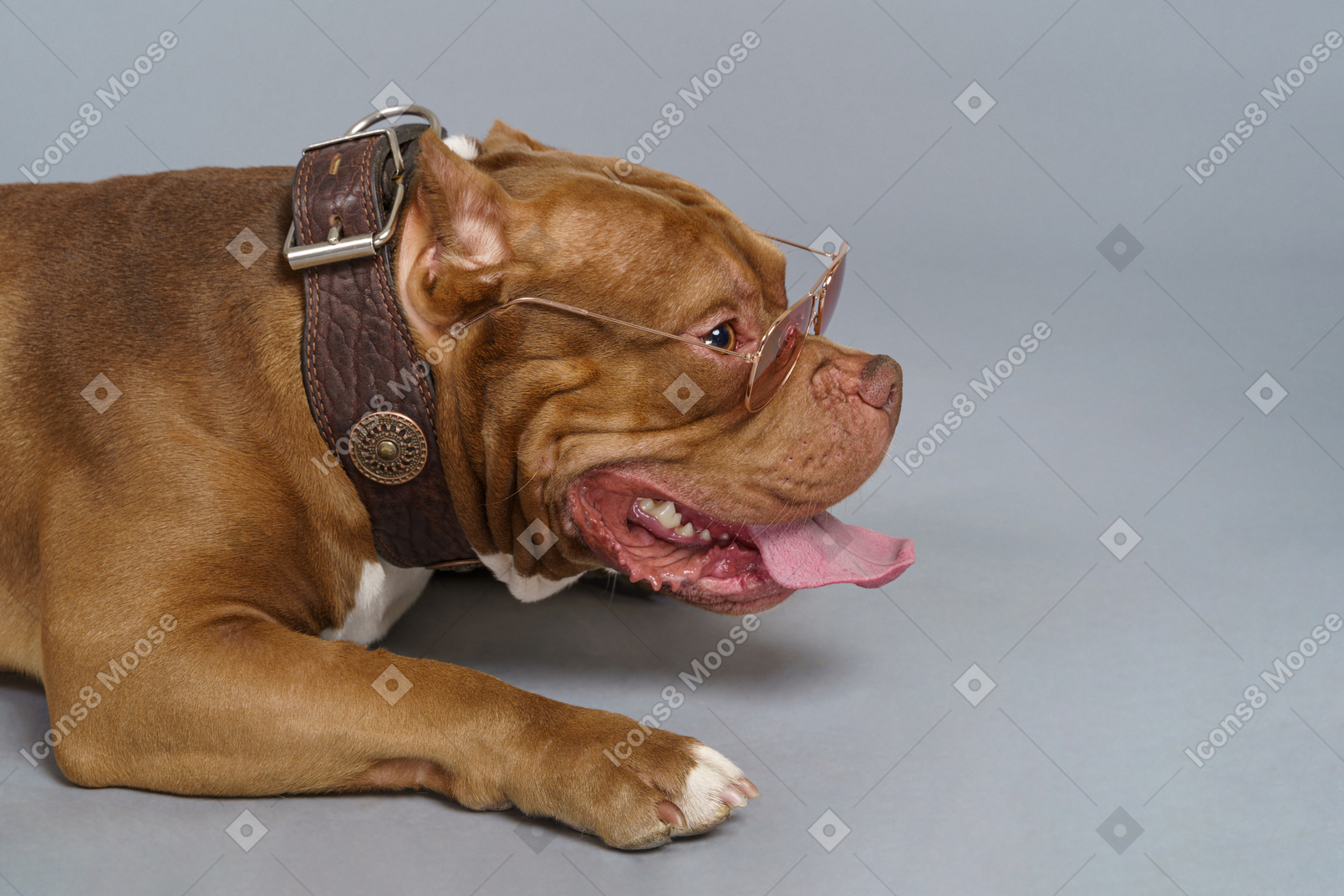Vista lateral de um bulldog marrom deitado em uma coleira de cachorro e óculos escuros