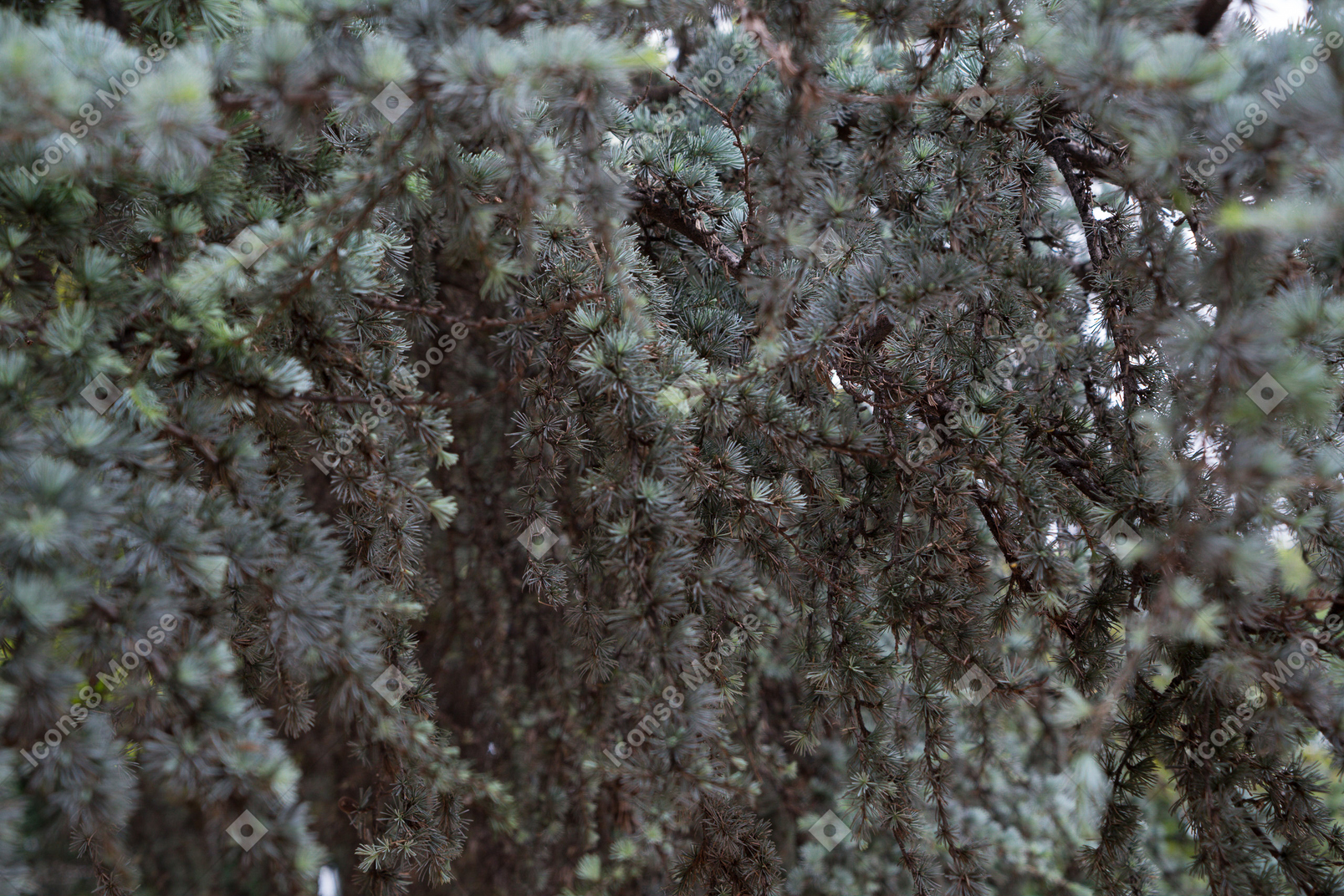 Zweige eines grünen baumes