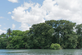 La vista degli alberi vicino al lago